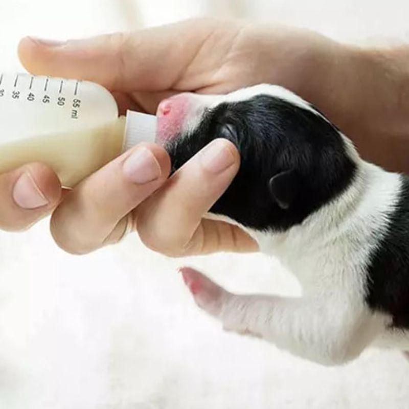 Các tiêu chí chọn sữa cho chó con.