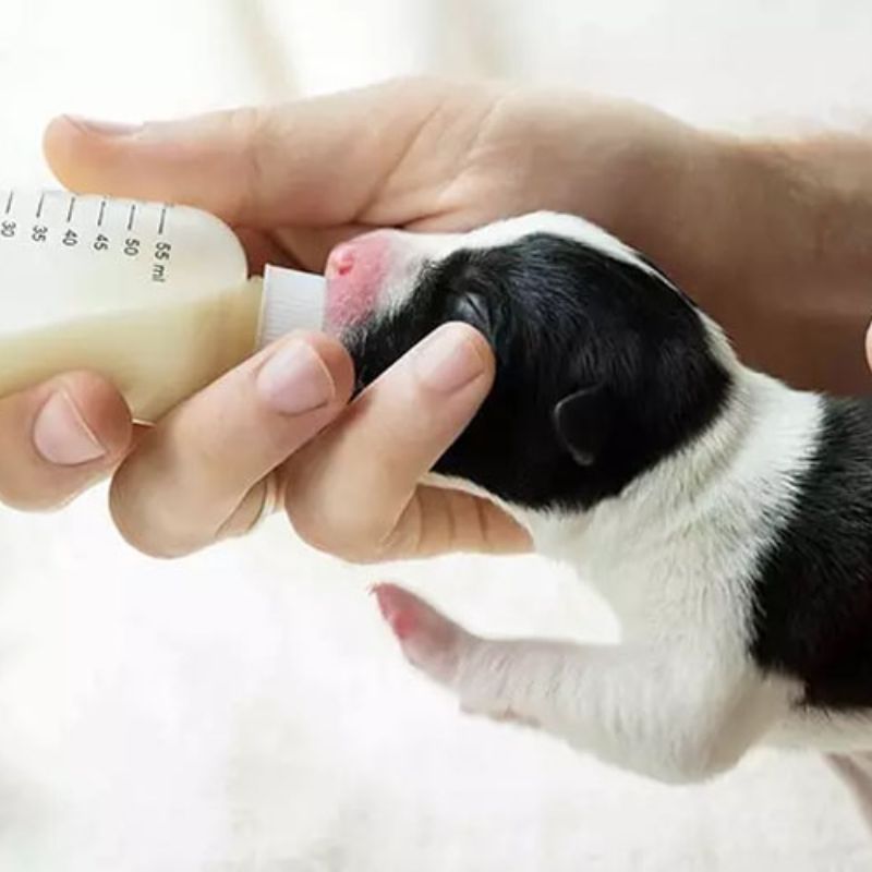 Sữa cho chó con rất quan trọng đối với quá trình phát triển.