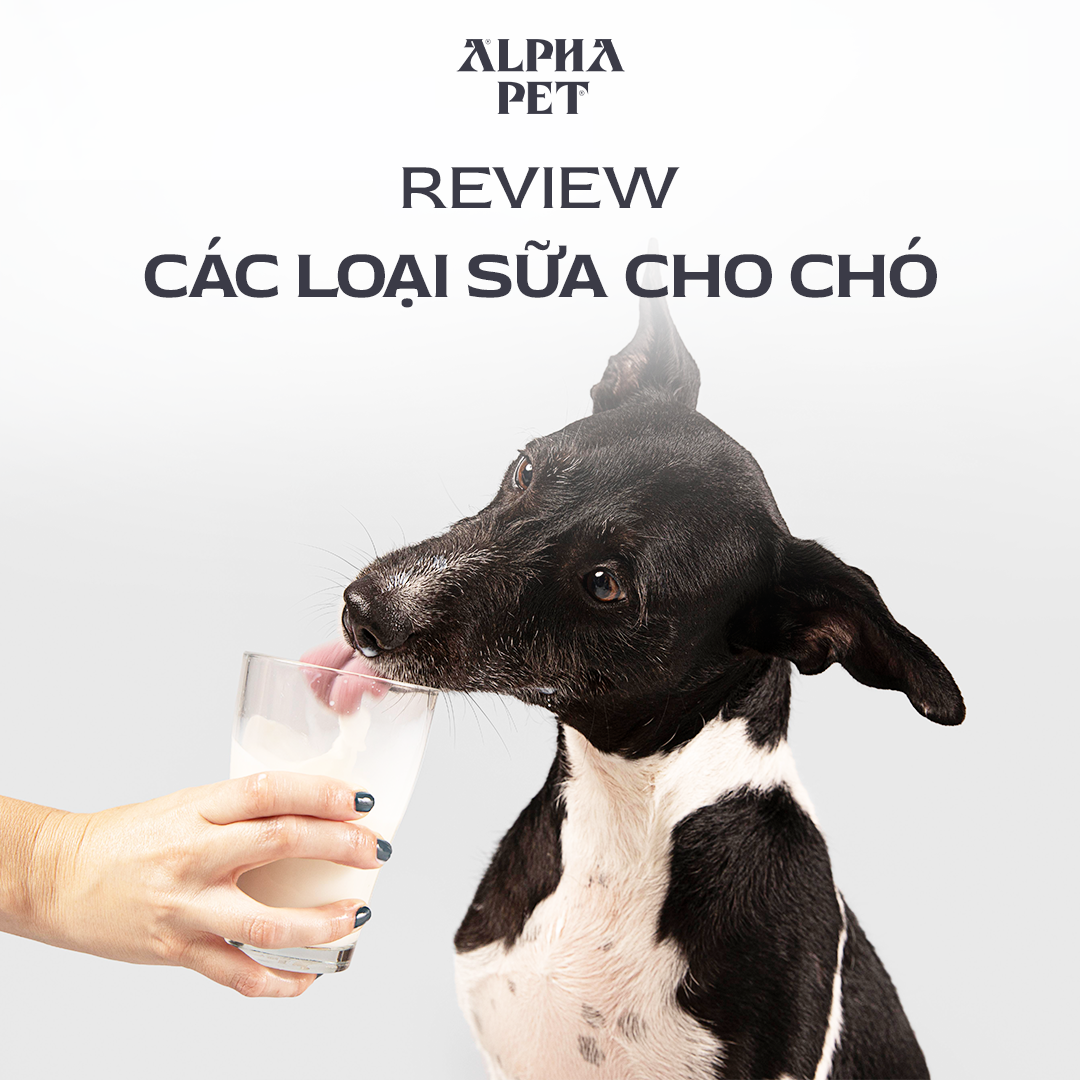 Tham khảo các loại sữa cho chó chất lượng hiện nay.