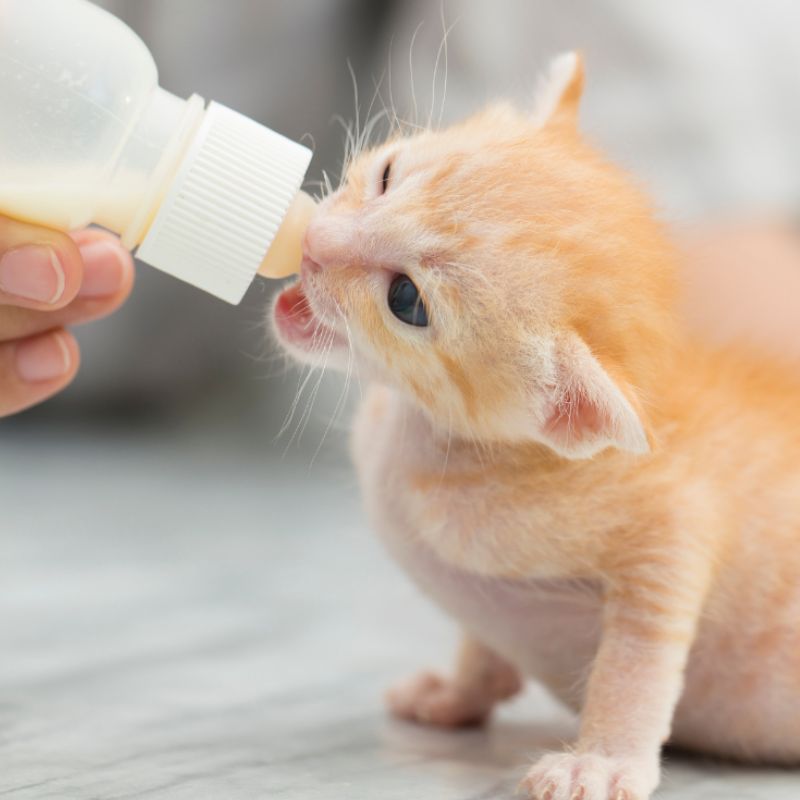 Sữa cho mèo loại tiệt trùng.