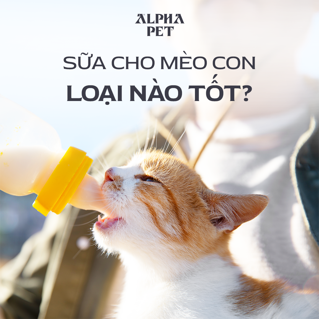 Tìm hiểu các loại sữa cho mèo con chất lượng.