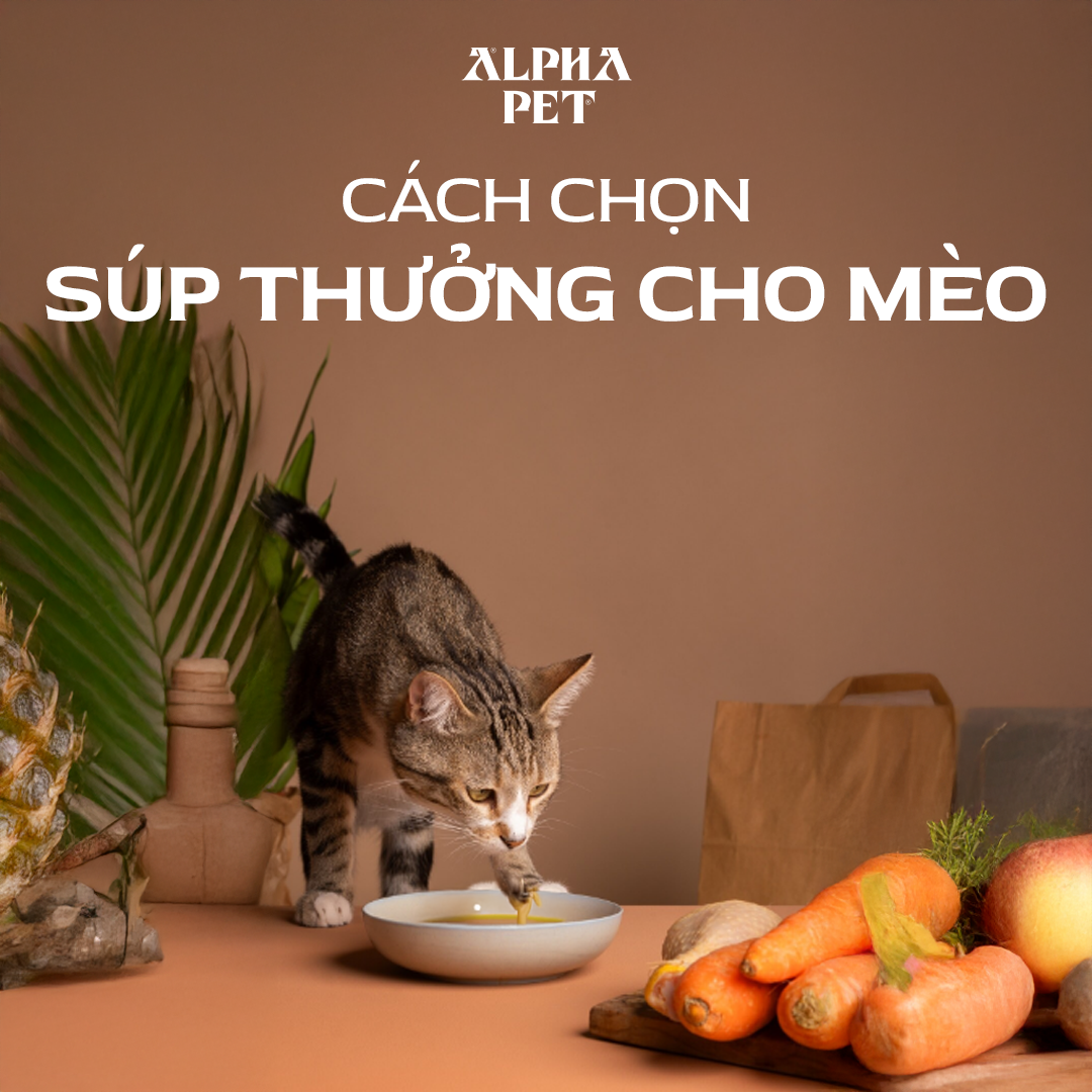 Cách chọn súp thưởng chất lượng cho mèo.