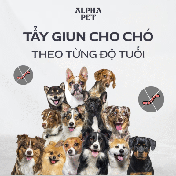 Lịch trình tẩy giun cho chó theo từng độ tuổi.