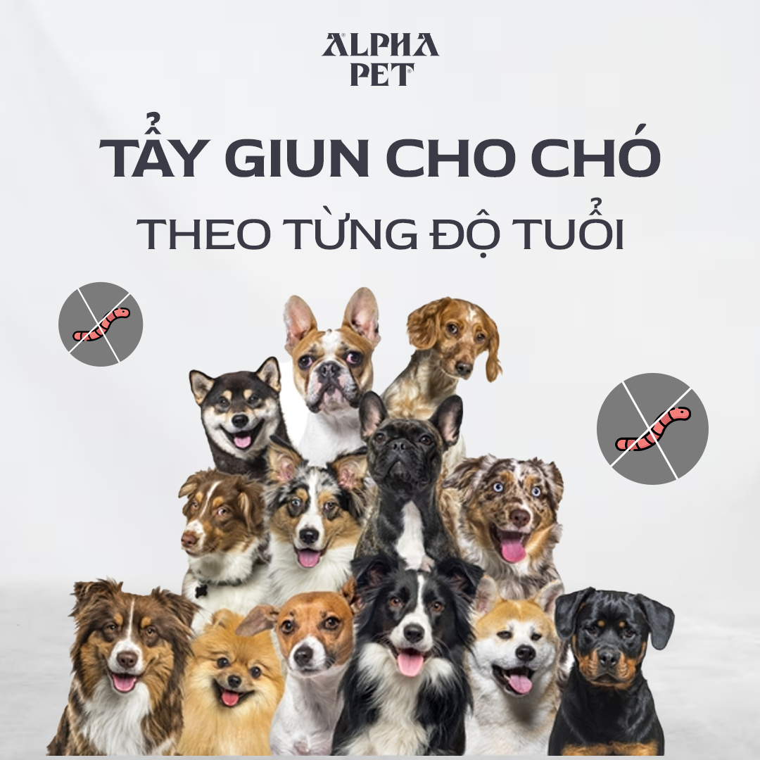 Lịch trình tẩy giun cho chó theo từng độ tuổi.