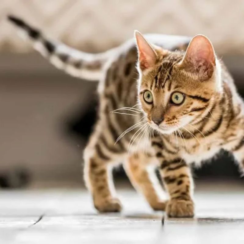 Tiêu chí lựa chọn thuốc sổ giun cho mèo chất lượng.
