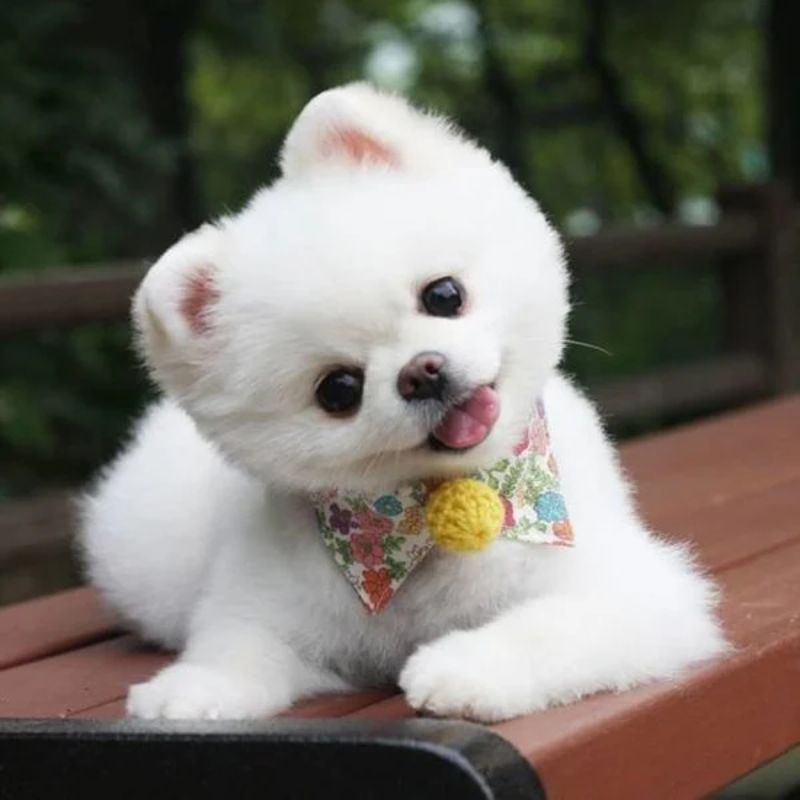 Ghi nhớ các biện pháp phòng ngừa giun sán cho cún yêu.