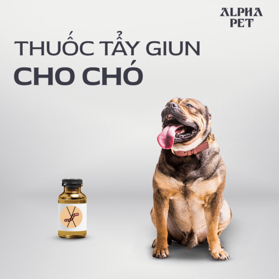 Các loại thuốc tẩy giun cho chó hiệu quả.
