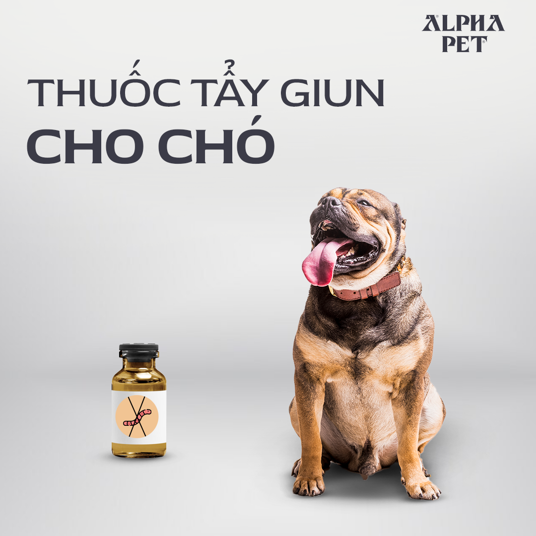 Các loại thuốc tẩy giun cho chó hiệu quả.