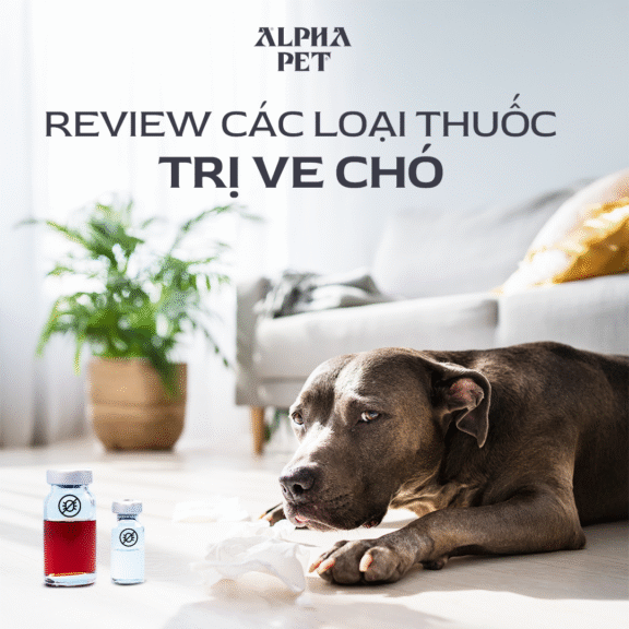 Tham khảo các loại thuốc trị ve chó hiệu quả.