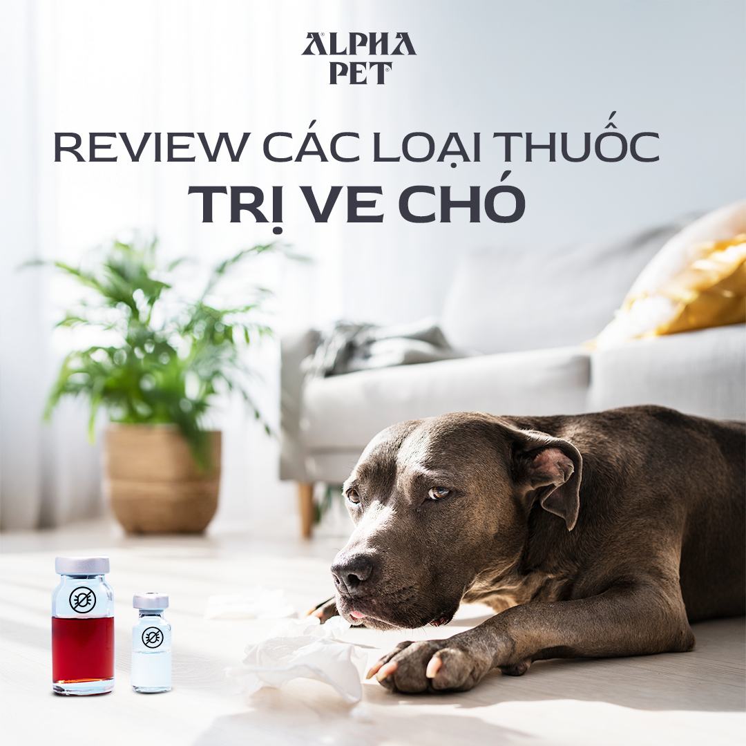Tham khảo các loại thuốc trị ve chó hiệu quả.