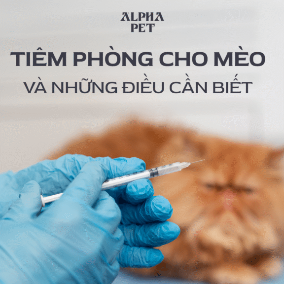 Những điều cần biết khi tiêm phòng cho mèo.