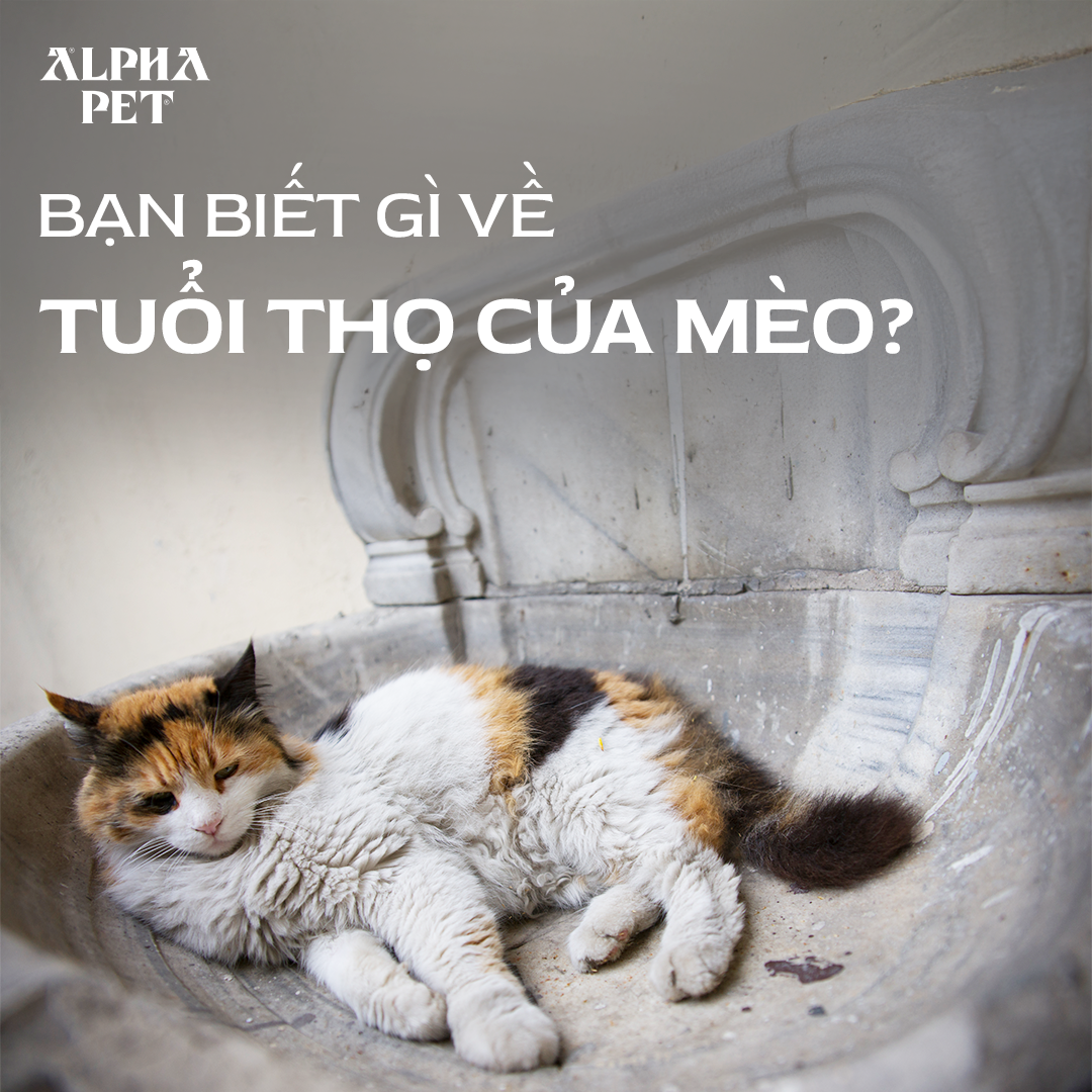 Bạn biết gì về tuổi của mèo trong quá trình nuôi dưỡng.