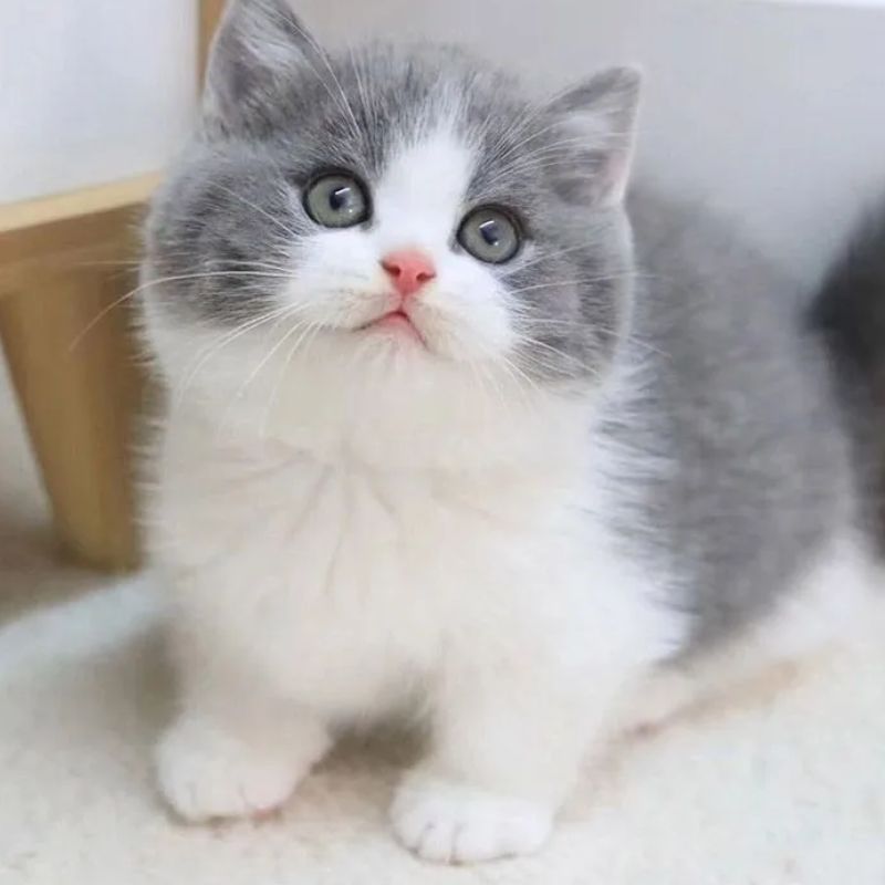 Phân tích ngoại hình để đoán tuổi mèo.