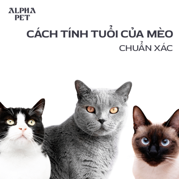 Học cách tính tuổi mèo chuẩn xác.