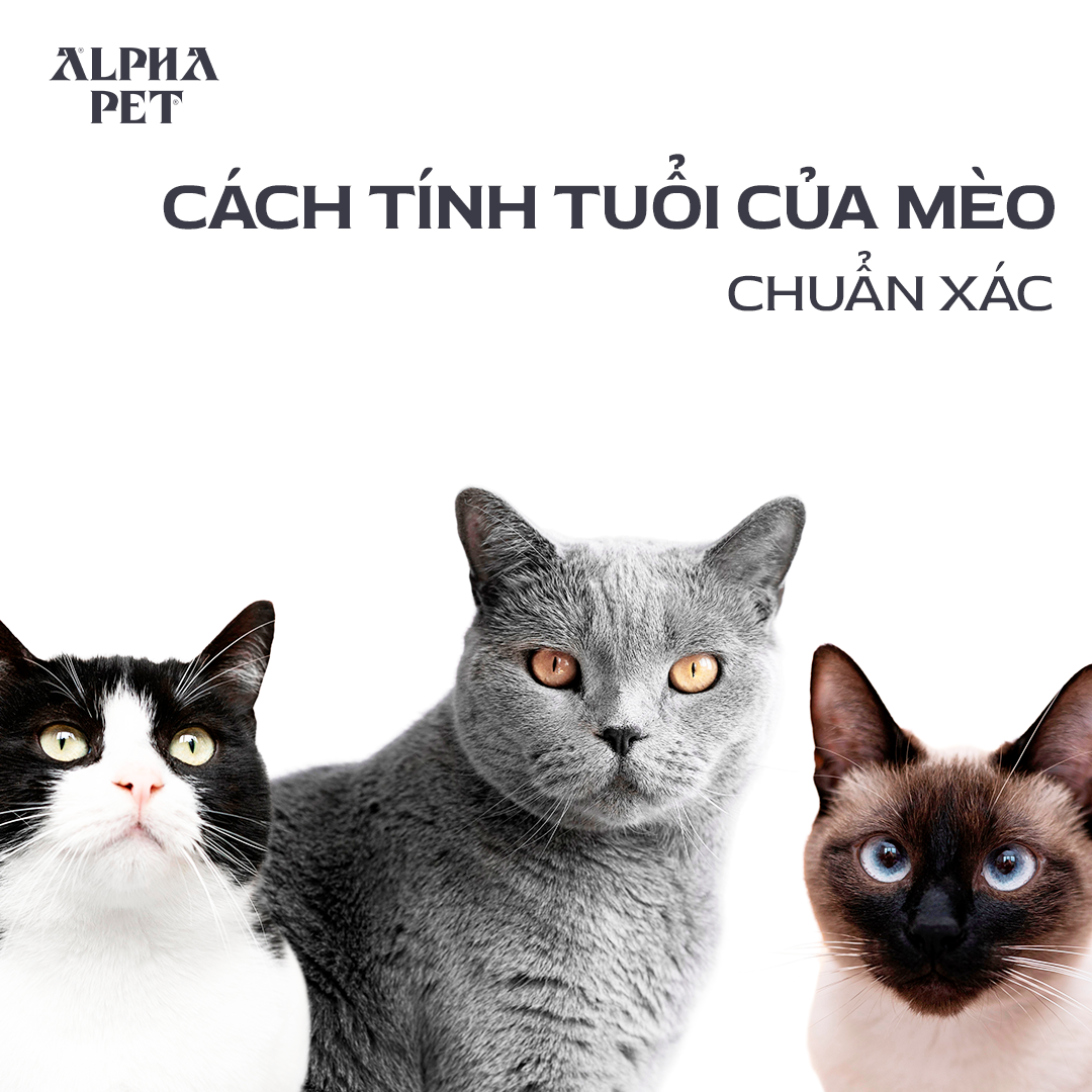 Học cách tính tuổi mèo chuẩn xác.