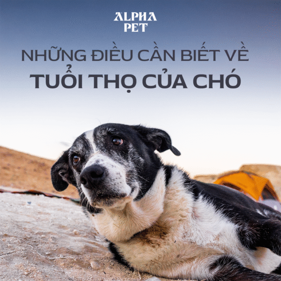 Những điều cần biết về tuổi thọ của chó cưng.