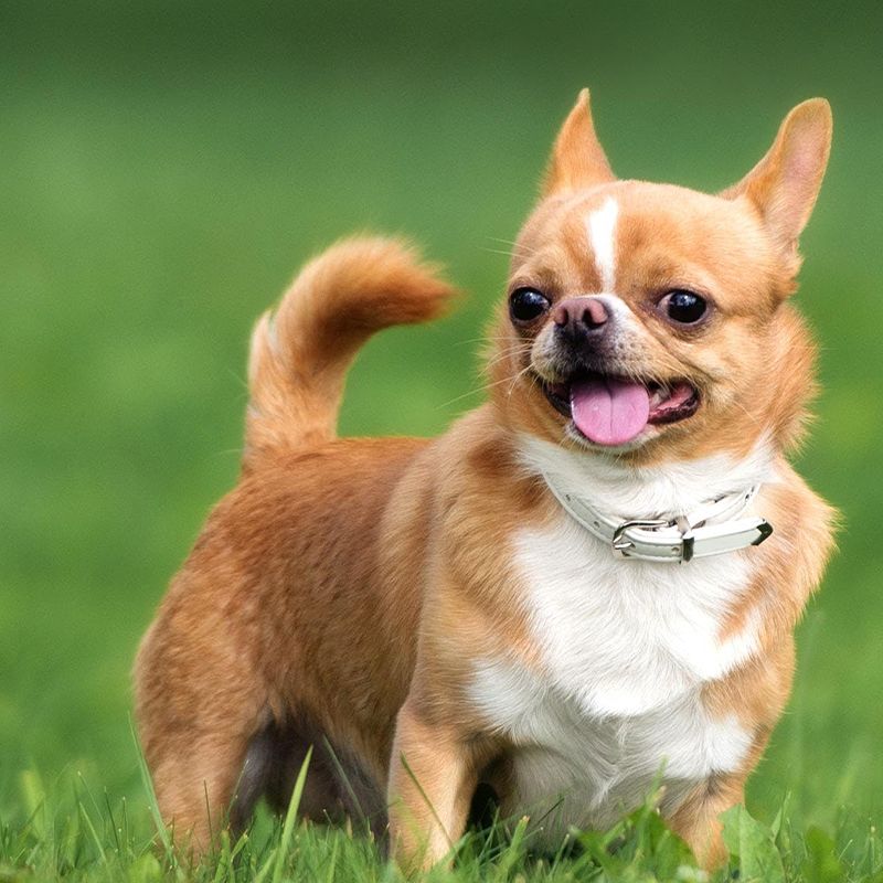 Giống chó Chihuahua có tuổi thọ cao.