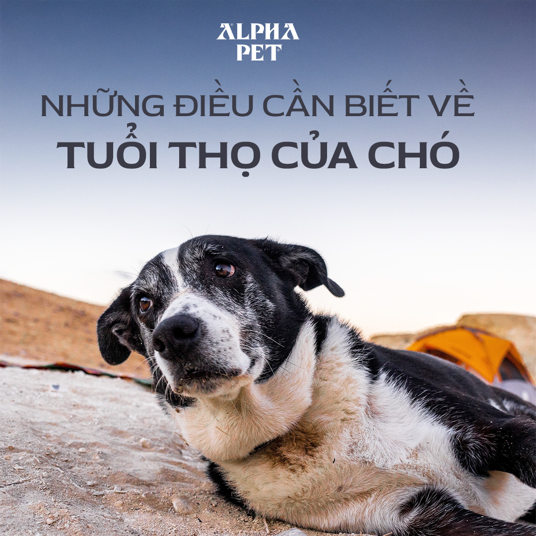 Những điều cần biết về tuổi thọ của chó cưng.
