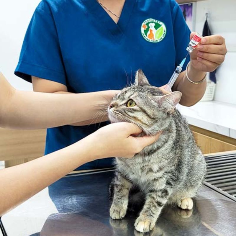 Mức giá trung bình của vacxin 4 bệnh cho mèo.