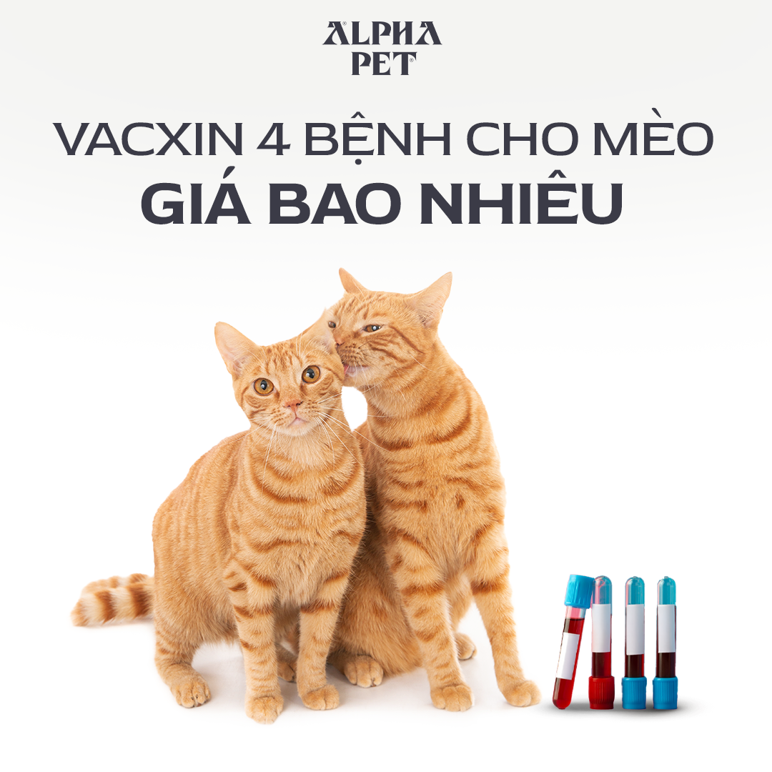 Khám phá vacxin 4 bệnh cho mèo giá bao nhiêu.