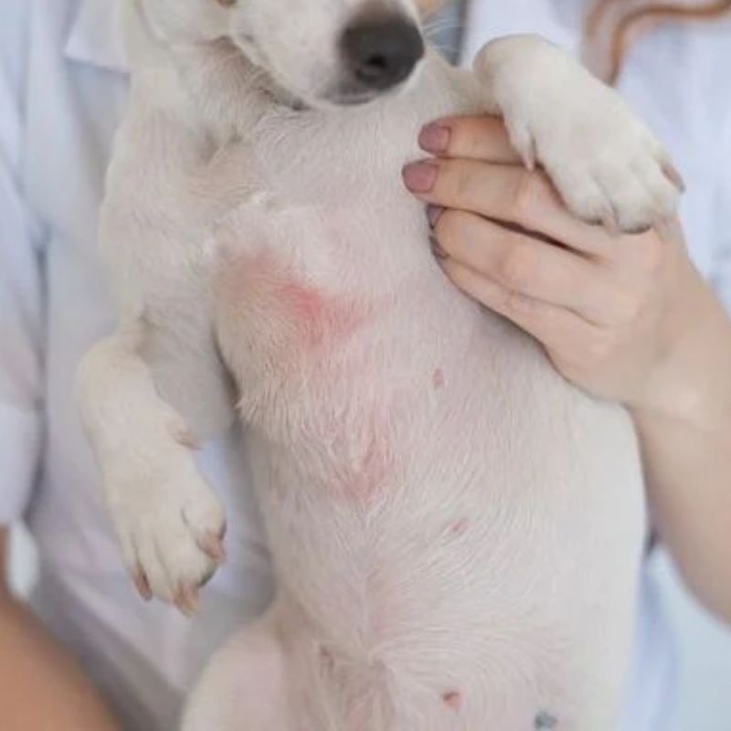 Tìm hiểu phương pháp chẩn đoán xà mâu.