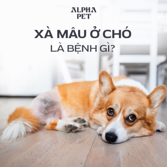 Tìm hiểu xà mâu là gì ở chó cưng.