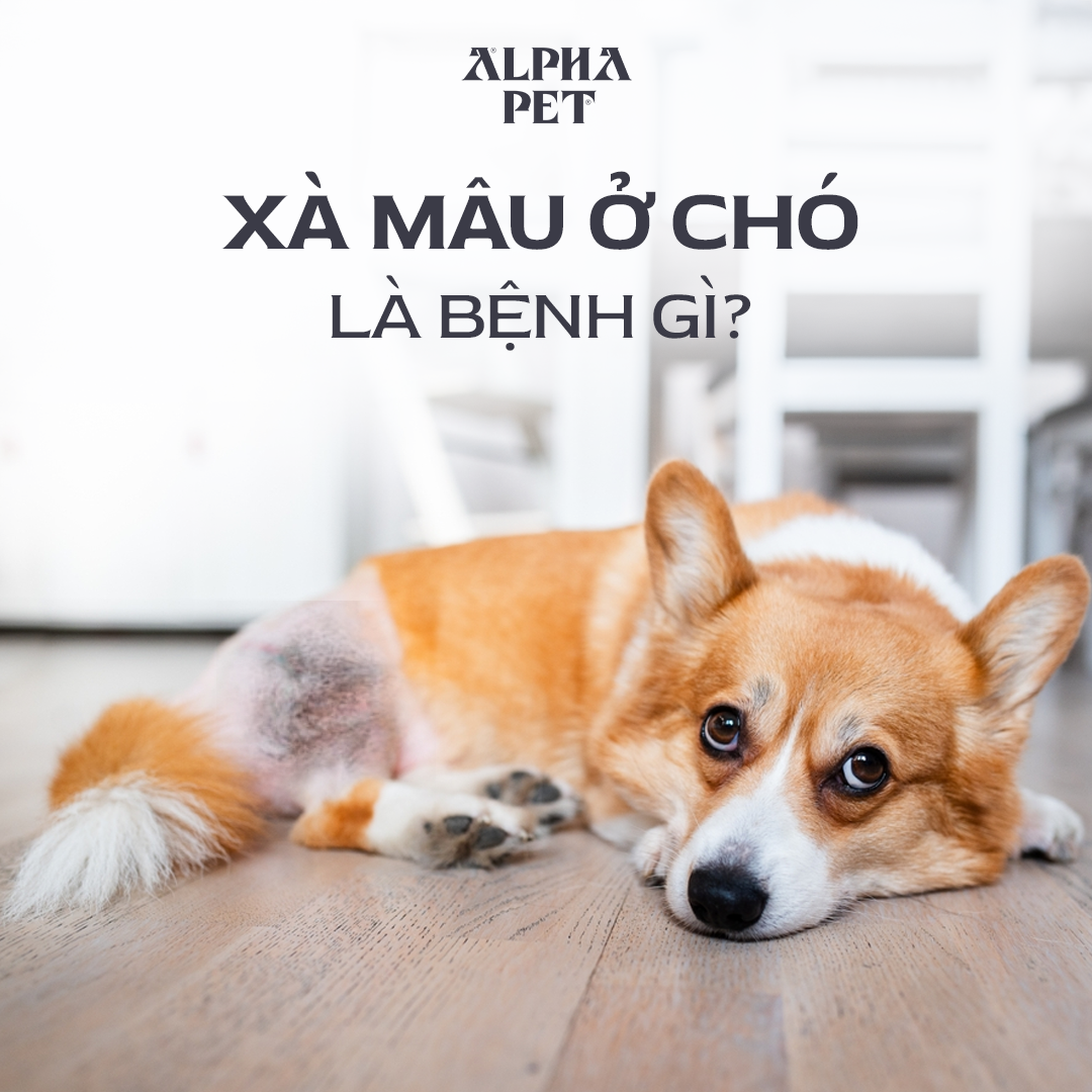 Tìm hiểu xà mâu là gì ở chó cưng.