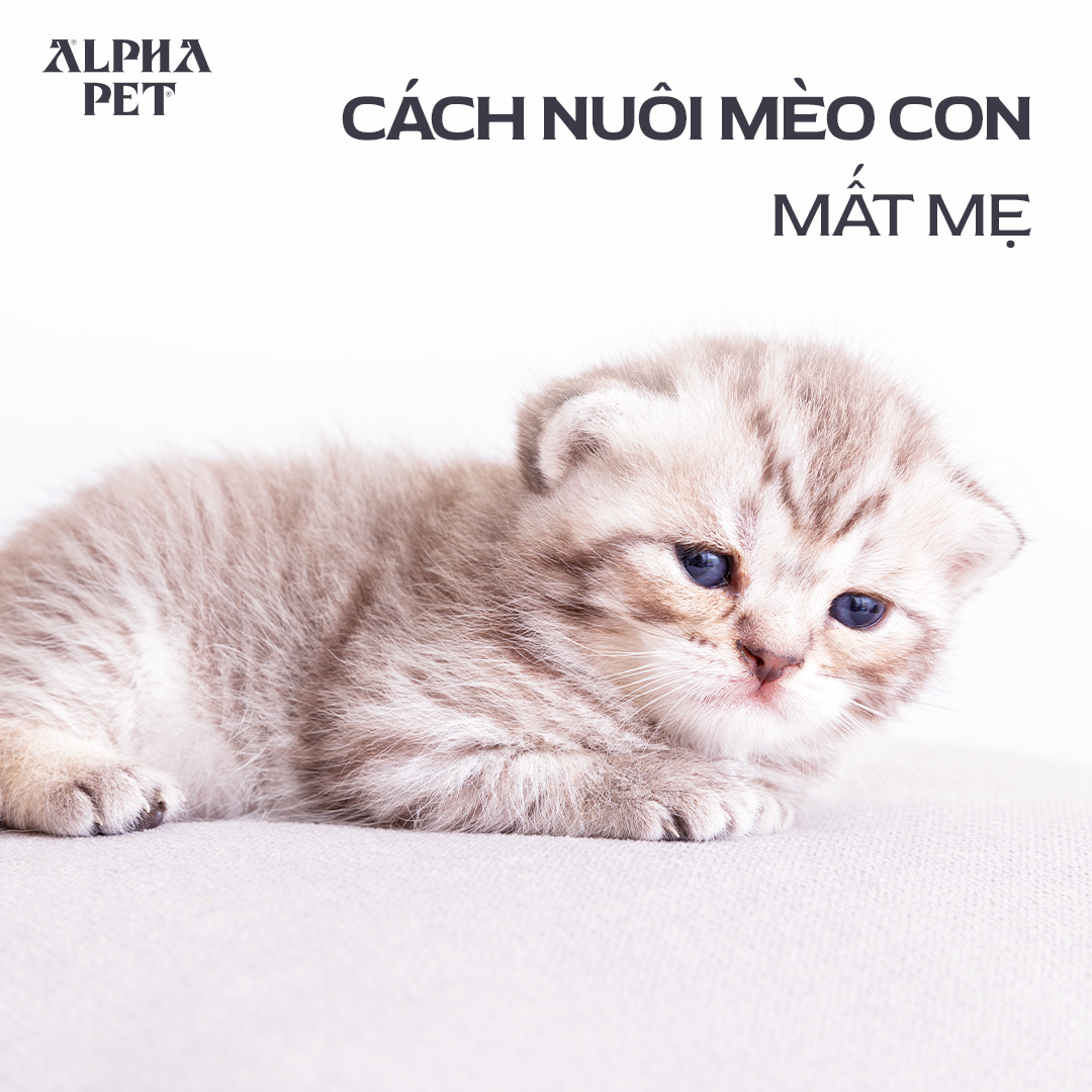 Học cách nuôi mèo con mất mẹ để chúng phát triển tốt.