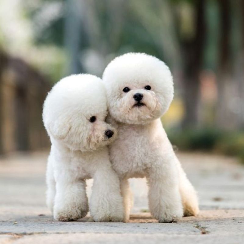 Tìm hiểu về việc tỉa lông poodle.