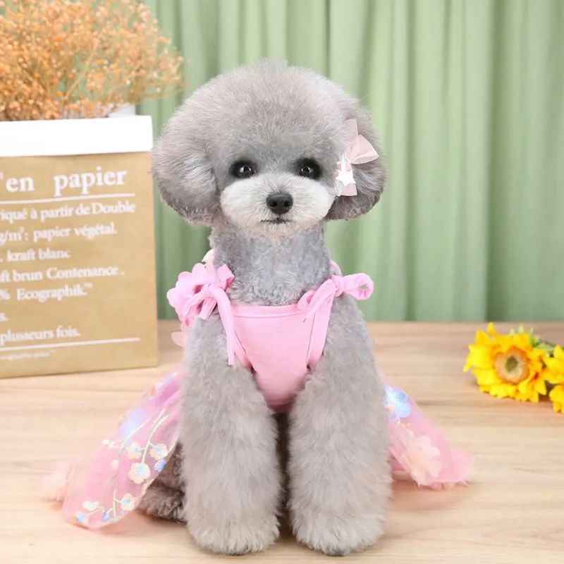 Tỉa lông poodle cổ điển.