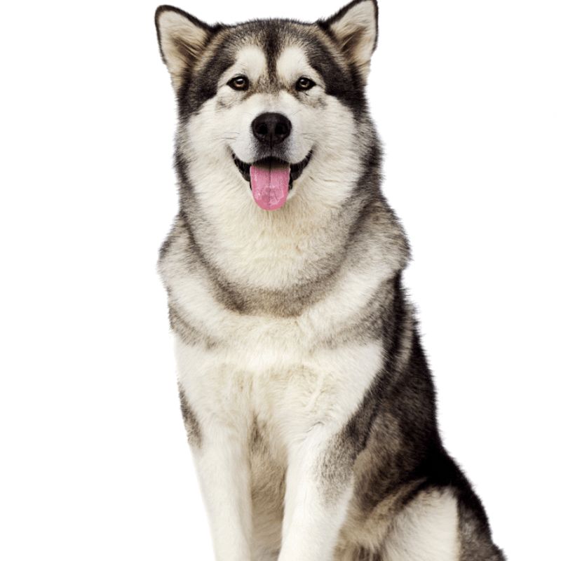 Lý do nên cắt tỉa lông alaska định kỳ.