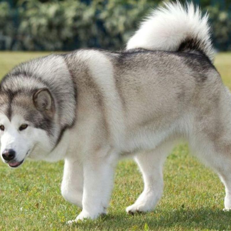 Kỹ thuật cắt tỉa an toàn.