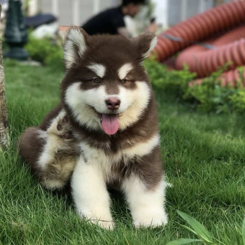 Lưu ý chăm sóc lông cho alaska.