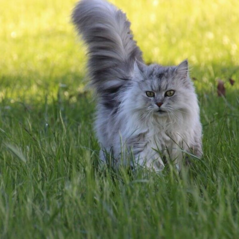 Tìm hiểu thông tin về mèo anh lông dài.