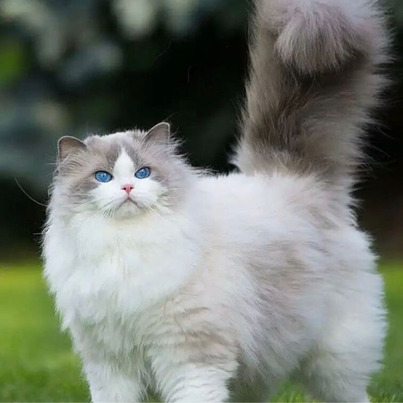 Chuẩn bị dụng cụ trước khi cắt tỉa lông mèo anh lông dài.