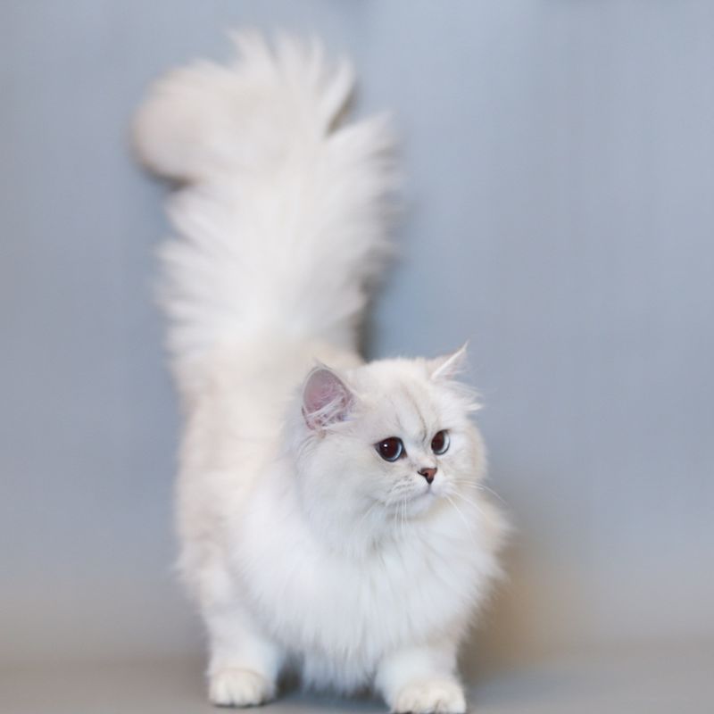 Học kỹ thuật tỉa lông cho mèo anh lông dài.