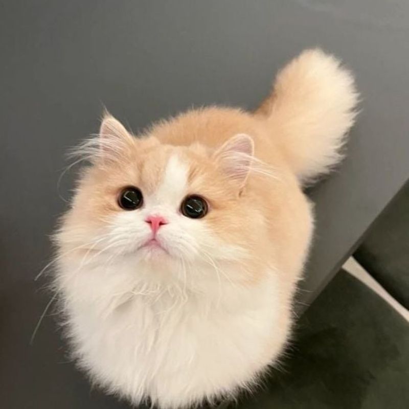 Chăm sóc sau cắt tỉa lông mèo anh lông dài.