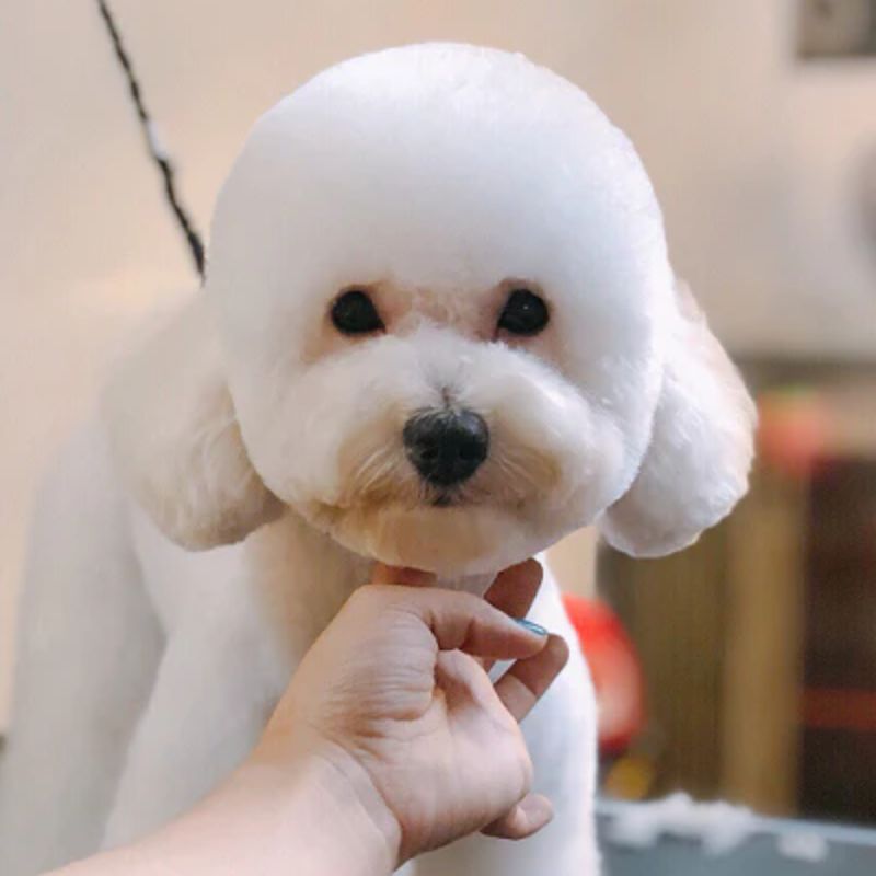 Lý do nên học cách tỉa lông poodle.