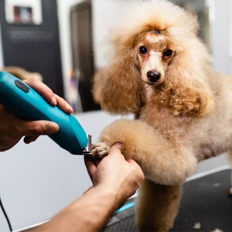 Các bước cắt tỉa lông poodle.