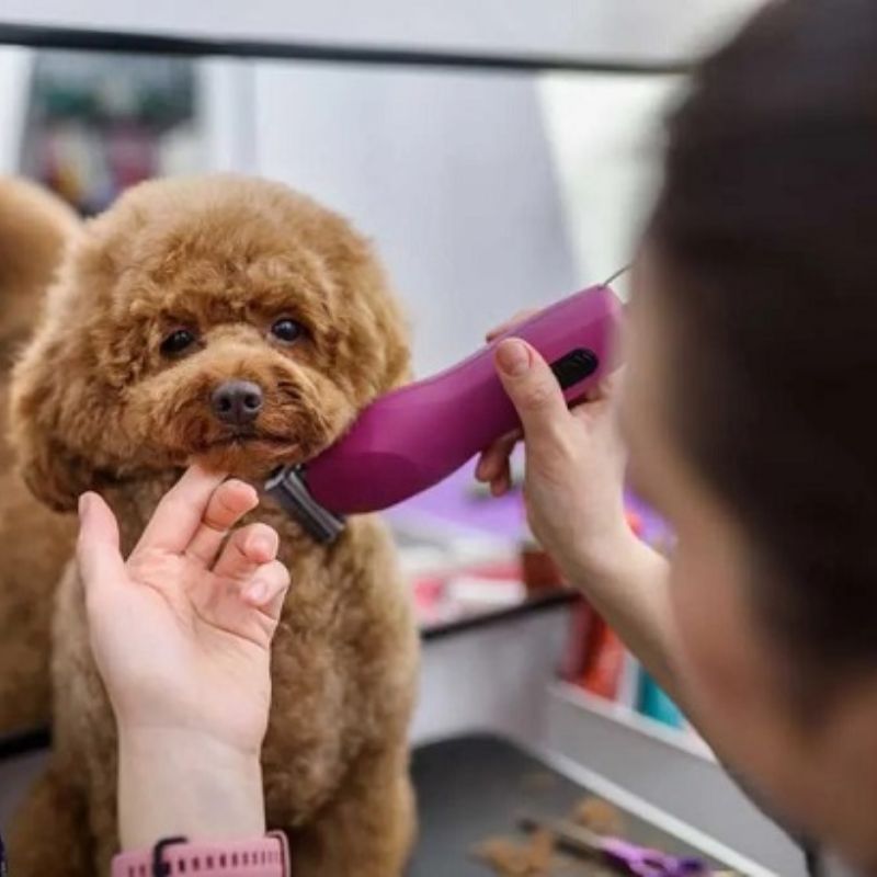 Hoàn thiện và kiểm tra sau khi cắt tỉa lông cho poodle.