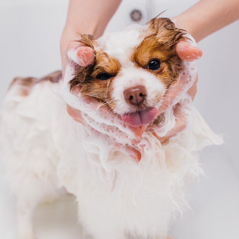 Học hỏi cách chăm sóc chó đúng cách.