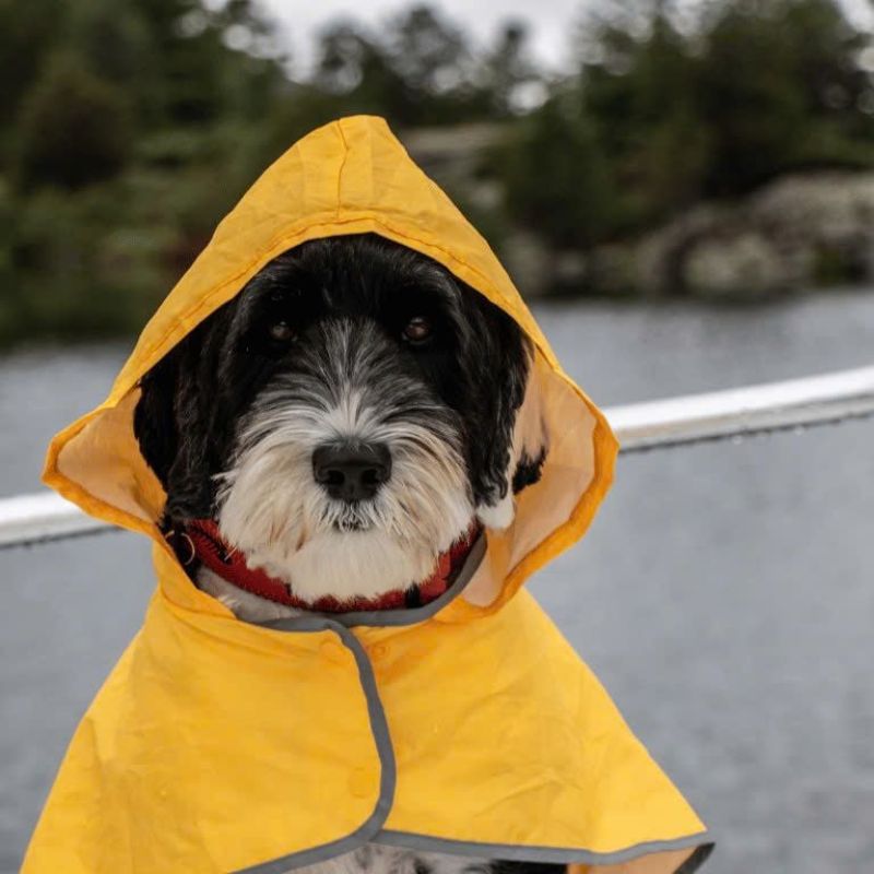 một số sai lầm mắc phải khi chăm sóc chó.