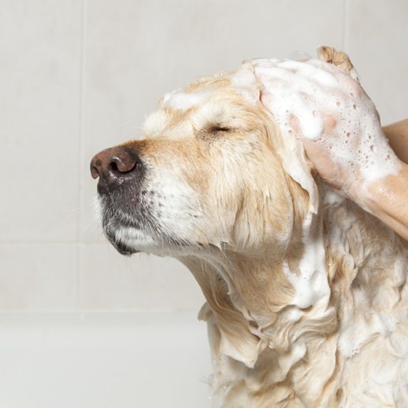 Học quy trình chăm sóc chó đúng chuẩn.