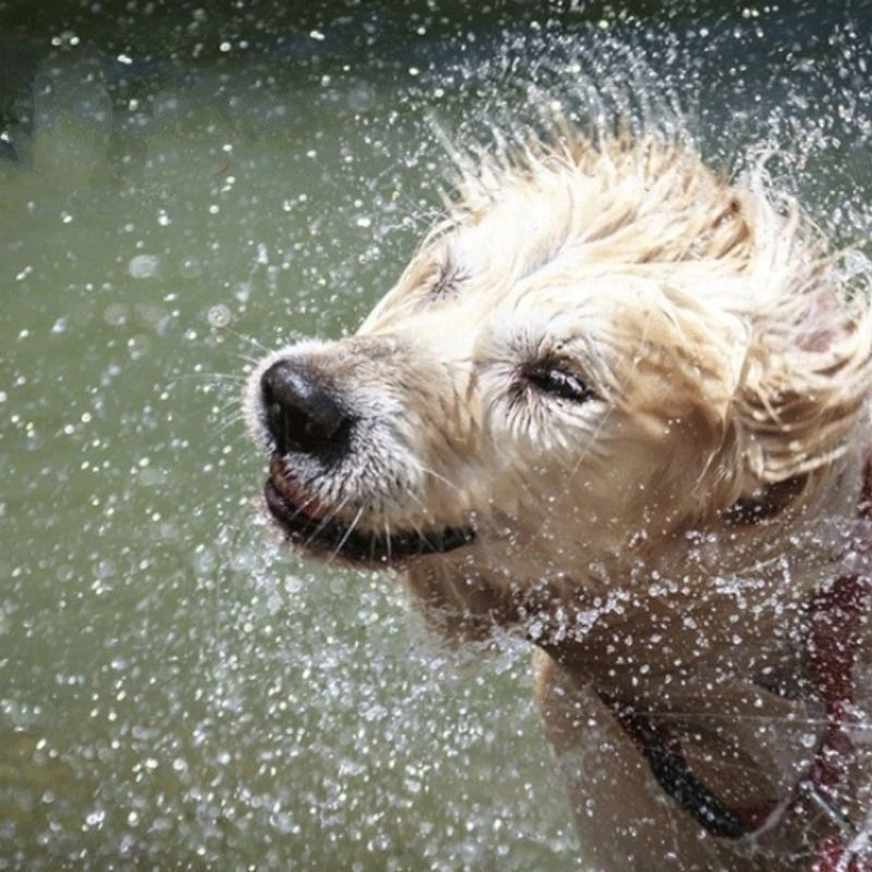 Chủ nuôi cần chú trọng tắm rửa khi chăm sóc chó.