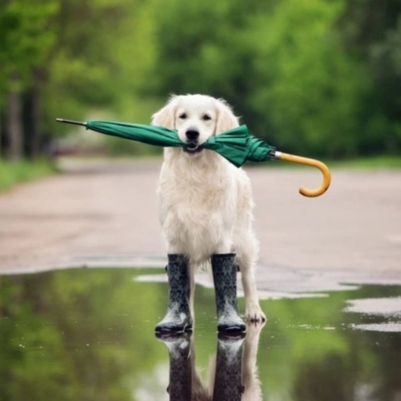 Cần giữ ấm cho chó trong những ngày mưa.