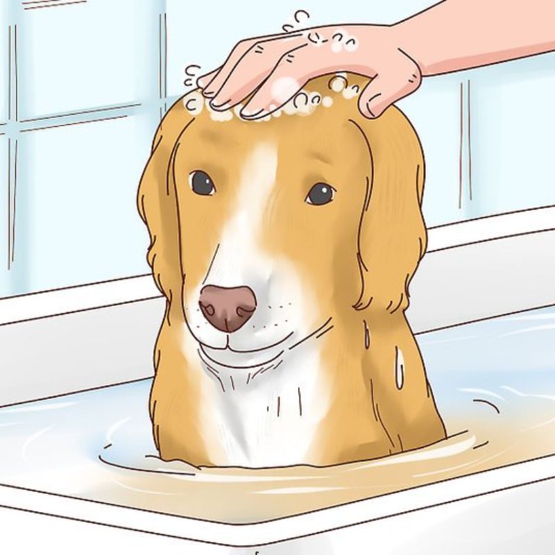 Cách chăm sóc chó đúng chuẩn.