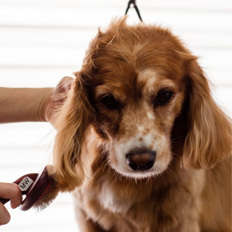 Hiểu rõ về cấu tạo, tính chất để chăm sóc lông chó mèo đúng cách.