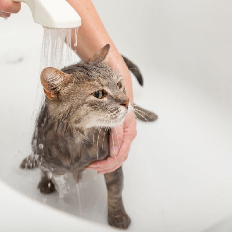 Chăm sóc mèo đúng cách vào mùa mưa.