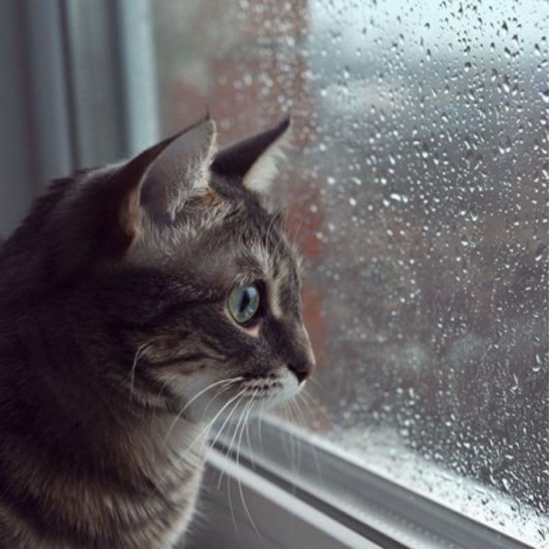 Mèo có thể mắc bệnh về da vào mùa mưa.