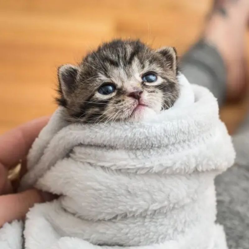 Học hỏi quy trình tắm và chăm sóc mèo đúng cách.